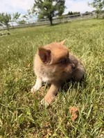 Oso, a male Pomsky for sale in Michigan City, IN – 5 of 5