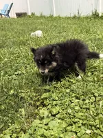 Shiloh, a male Pomsky for sale in Michigan City, IN – 5 of 5