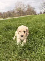 Jimmy, a male Miniature Goldendoodle for sale in Michigan City, IN – Photo 4 of 6