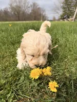 Jimmy, a male Miniature Goldendoodle for sale in Michigan City, IN – Photo 3 of 6