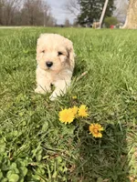 Jimmy, a male Miniature Goldendoodle for sale in Michigan City, IN – Photo 5 of 6