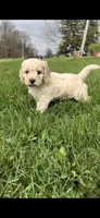 Jimmy, a male Miniature Goldendoodle for sale in Michigan City, IN – Photo 6 of 6
