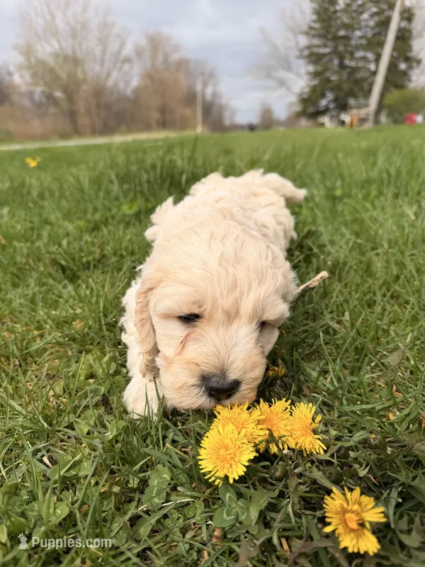 Jimmy – Miniature Goldendoodle puppy for sale in Michigan City, IN
