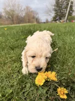 Jimmy, a male Miniature Goldendoodle for sale in Michigan City, IN – Photo 1 of 6