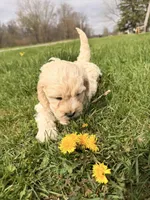 Jimmy, a male Miniature Goldendoodle for sale in Michigan City, IN – Photo 2 of 6