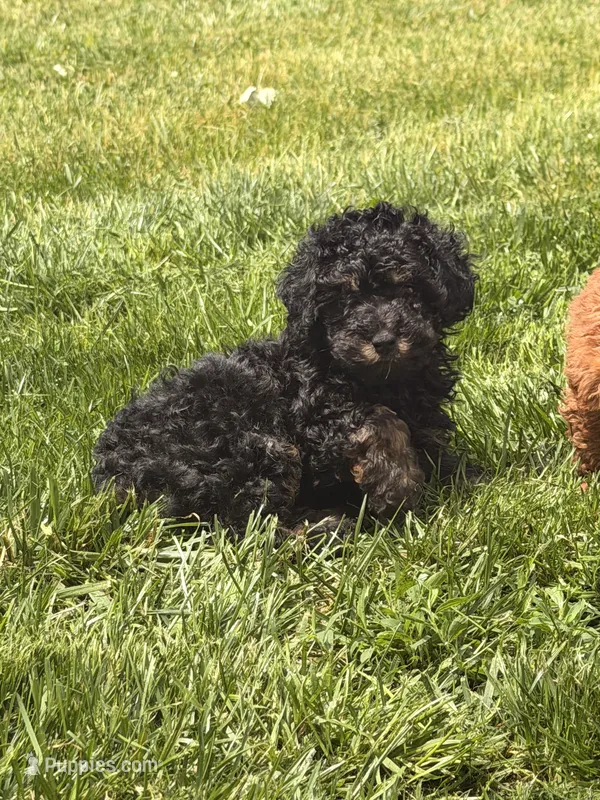 Brownie – Poodle - Toy  puppy for sale in Michigan City, IN