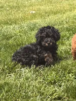 Brownie, a female Poodle - Toy  for sale in Michigan City, IN – 1 of 2