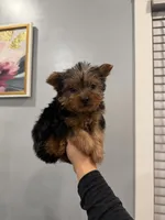 Frito, a male Yorkshire Terrier for sale in Michigan City, IN – 4 of 5
