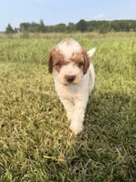 Simon, a male Miniature Goldendoodle for sale in Michigan City, IN – 3 of 6