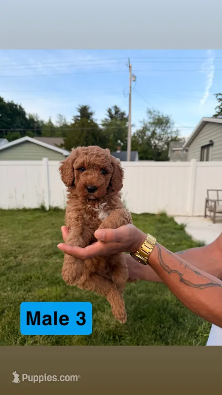 Rambo – Miniature Goldendoodle puppy for sale in Michigan City, IN