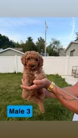 Rambo, a male Miniature Goldendoodle for sale in Michigan City, IN – 1 of 5