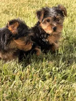 Jasper, a male Yorkshire Terrier for sale in Michigan City, IN – 3 of 3