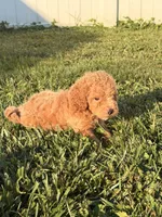 Fez, a male Miniature Goldendoodle for sale in Michigan City, IN – 5 of 6