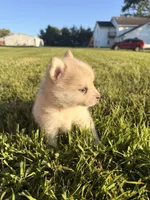 Matty, a male Pomsky for sale in Michigan City, IN – 2 of 3