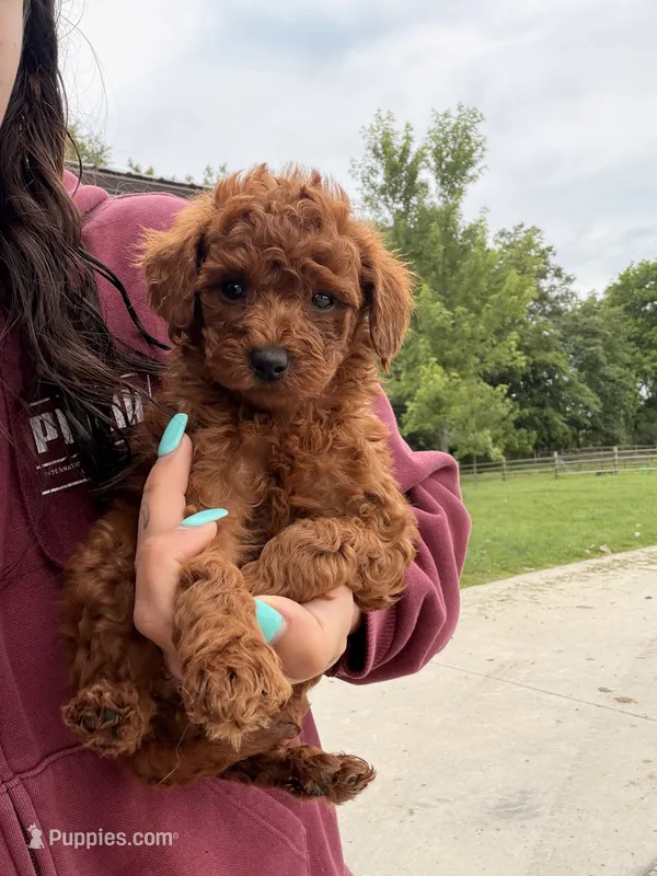 Molly – Miniature Goldendoodle puppy for sale in Michigan City, IN