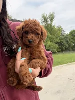 Molly, a female Miniature Goldendoodle for sale in Michigan City, IN – 1 of 4