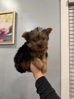 Frito, a male Yorkshire Terrier for sale in Michigan City, IN – 5 of 5