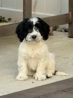 April, a female Cockapoo for sale in Michigan City, IN – 3 of 4