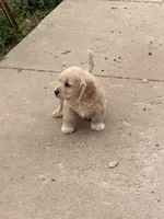 Ariel, a female Cockapoo for sale in Michigan City, IN – Photo 2 of 3