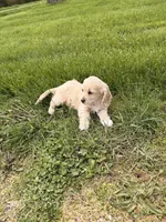Ariel, a female Cockapoo for sale in Michigan City, IN – Photo 3 of 3
