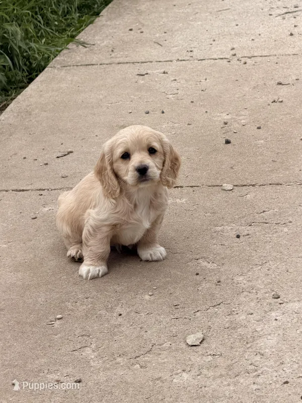 Ariel – Cockapoo puppy for sale in Michigan City, IN