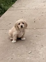 Ariel, a female Cockapoo for sale in Michigan City, IN – Photo 1 of 3