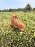 Theodore , a male Miniature Goldendoodle for sale in Michigan City, IN – 2 of 4