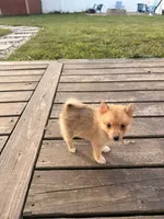 Papi, a male Pomchi for sale in Michigan City, IN – 2 of 4