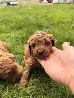 Angel, a male Miniature Goldendoodle for sale in Michigan City, IN – 1 of 3