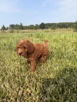 Alvin, a male Miniature Goldendoodle for sale in Michigan City, IN – 4 of 6