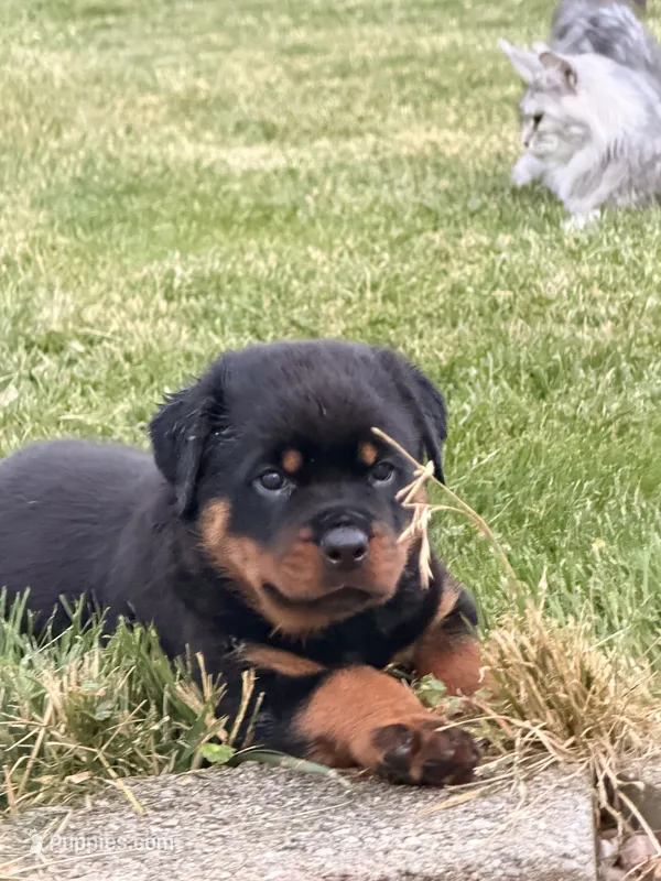 Buddy – Rottweiler puppy for sale in Michigan City, IN