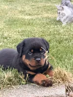 Buddy, a male Rottweiler for sale in Michigan City, IN – 1 of 4