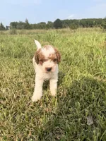 Simon, a male Miniature Goldendoodle for sale in Michigan City, IN – 5 of 6