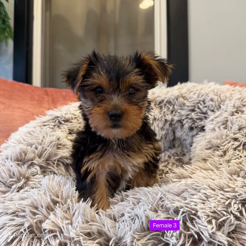 Female 3 – Yorkshire Terrier puppy for sale in Michigan City, IN