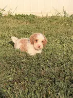 Finn, a male Miniature Goldendoodle for sale in Michigan City, IN – 4 of 7