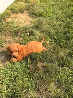 Misty, a female Miniature Goldendoodle for sale in Michigan City, IN – 4 of 4