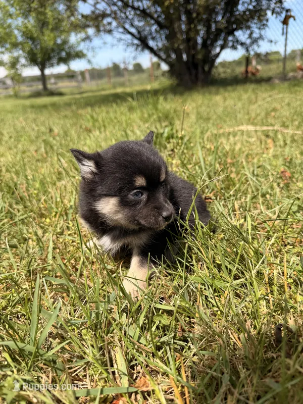 Misty – Pomsky puppy for sale in Michigan City, IN