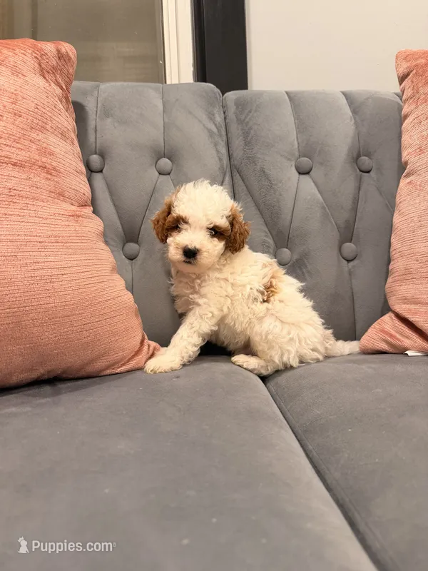 Jack – Miniature Goldendoodle puppy for sale in Michigan City, IN