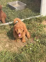 Opal, a female Miniature Goldendoodle for sale in Michigan City, IN – 1 of 6