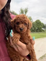 Molly, a female Miniature Goldendoodle for sale in Michigan City, IN – 2 of 4