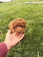 Jasper, a female Miniature Goldendoodle for sale in Michigan City, IN – 2 of 4