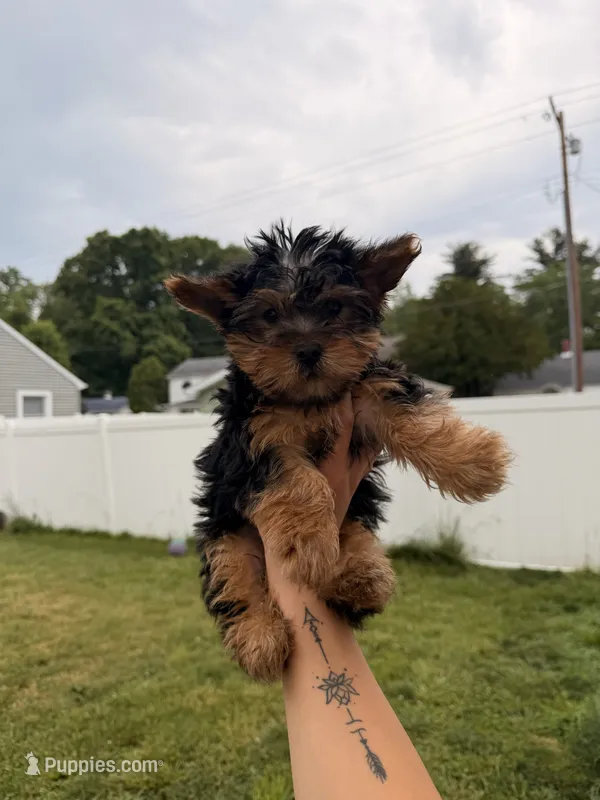 Jasper – Yorkshire Terrier puppy for sale in Michigan City, IN