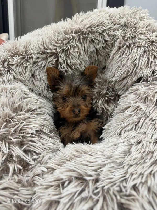 Fletcher – Yorkshire Terrier puppy for sale in Michigan City, IN