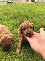 Angel, a male Miniature Goldendoodle for sale in Michigan City, IN – 3 of 3