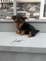 Bear , a male Yorkshire Terrier for sale in Michigan City, IN – 3 of 4