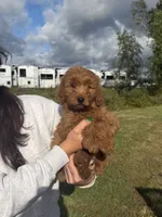 Reba, a female Miniature Goldendoodle for sale in Michigan City, IN – 3 of 5