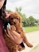 Molly, a female Miniature Goldendoodle for sale in Michigan City, IN – 3 of 4