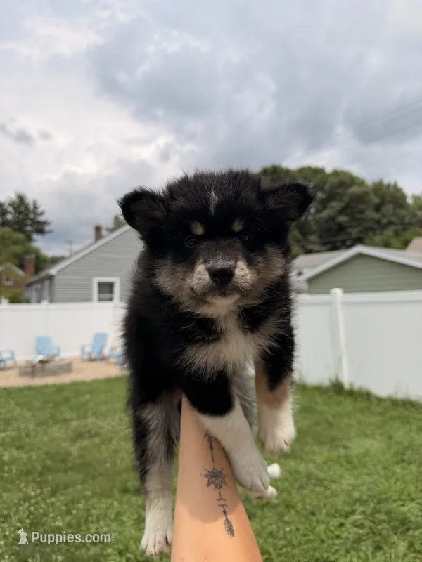 Shiloh – Pomsky puppy for sale in Michigan City, IN