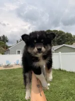 Shiloh, a male Pomsky for sale in Michigan City, IN – 1 of 5