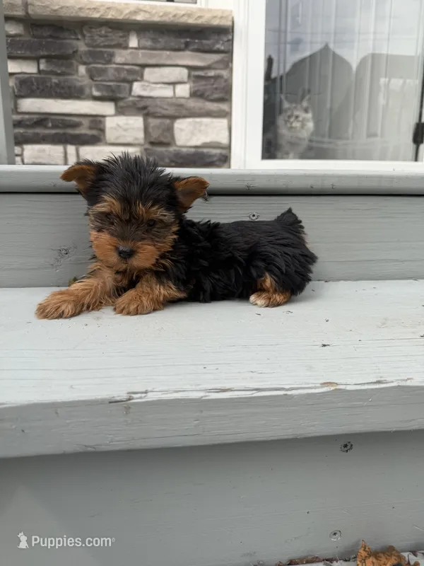 Bear  – Yorkshire Terrier puppy for sale in Michigan City, IN